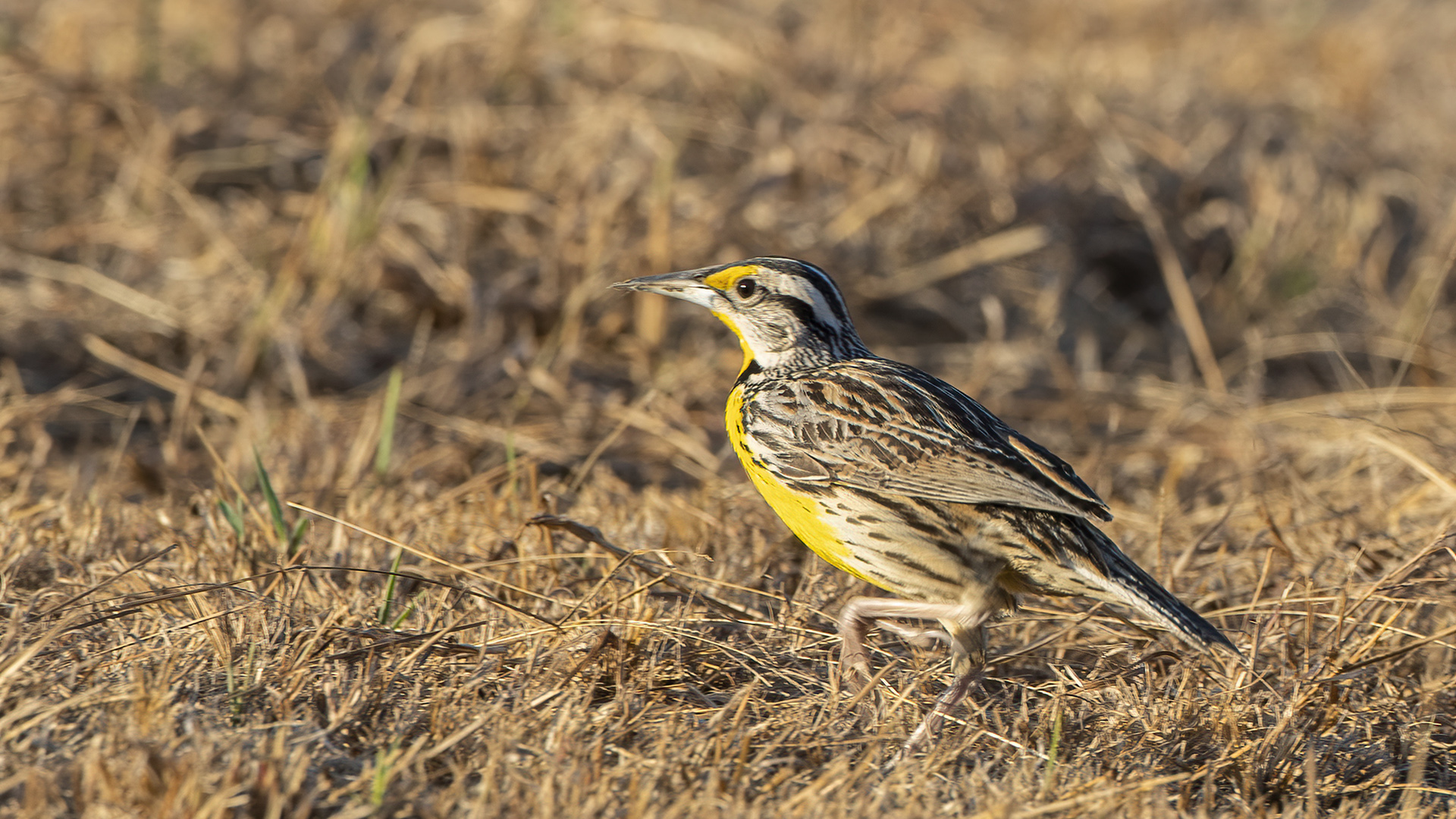 Eastern Meadowlark